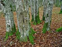 Hornbeams near Lukne